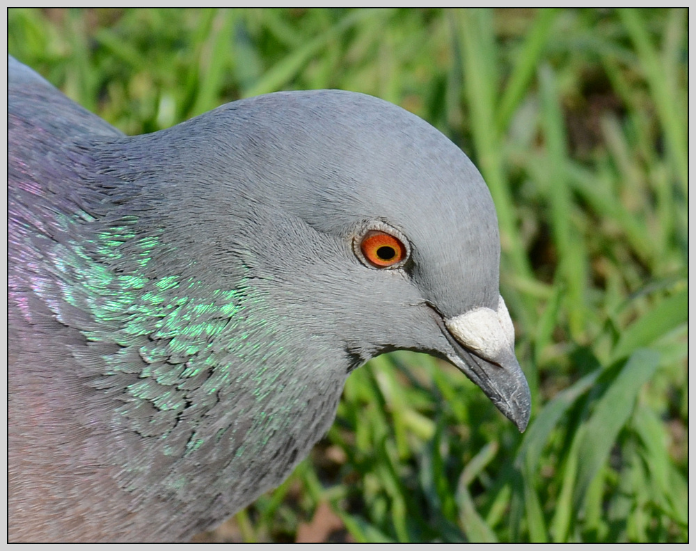 Taube im Profil