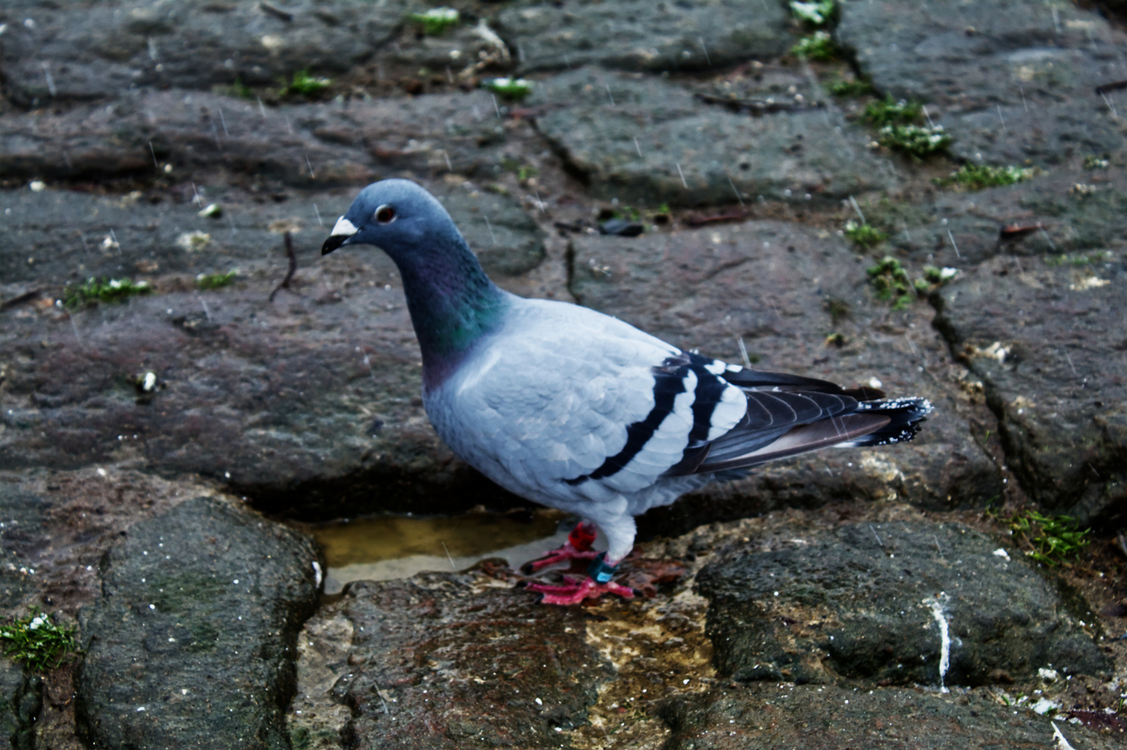 Taube im Profil