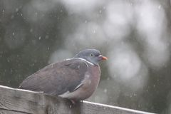 Taube im Regen