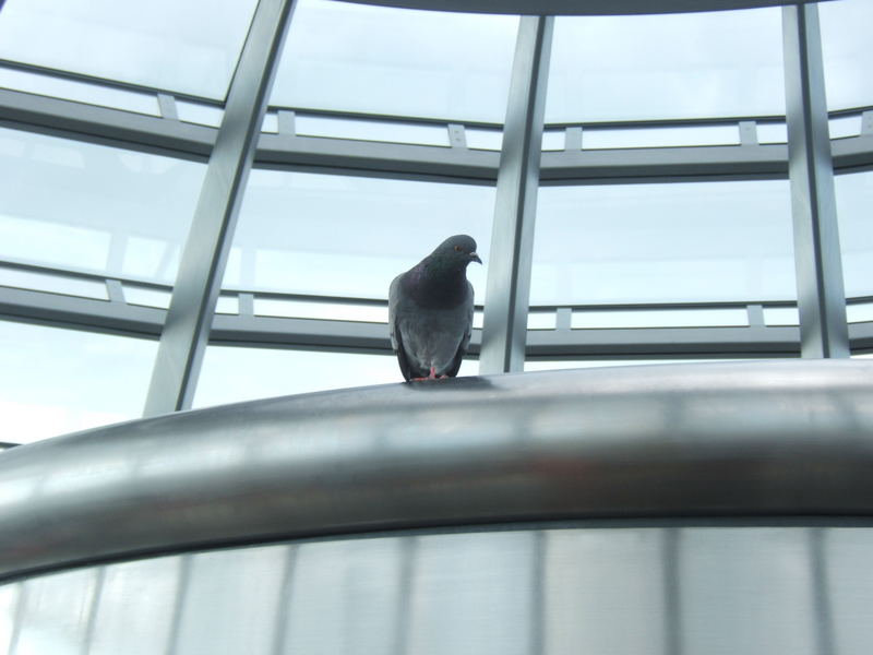 Taube im Reichstag