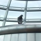 Taube im Reichstag