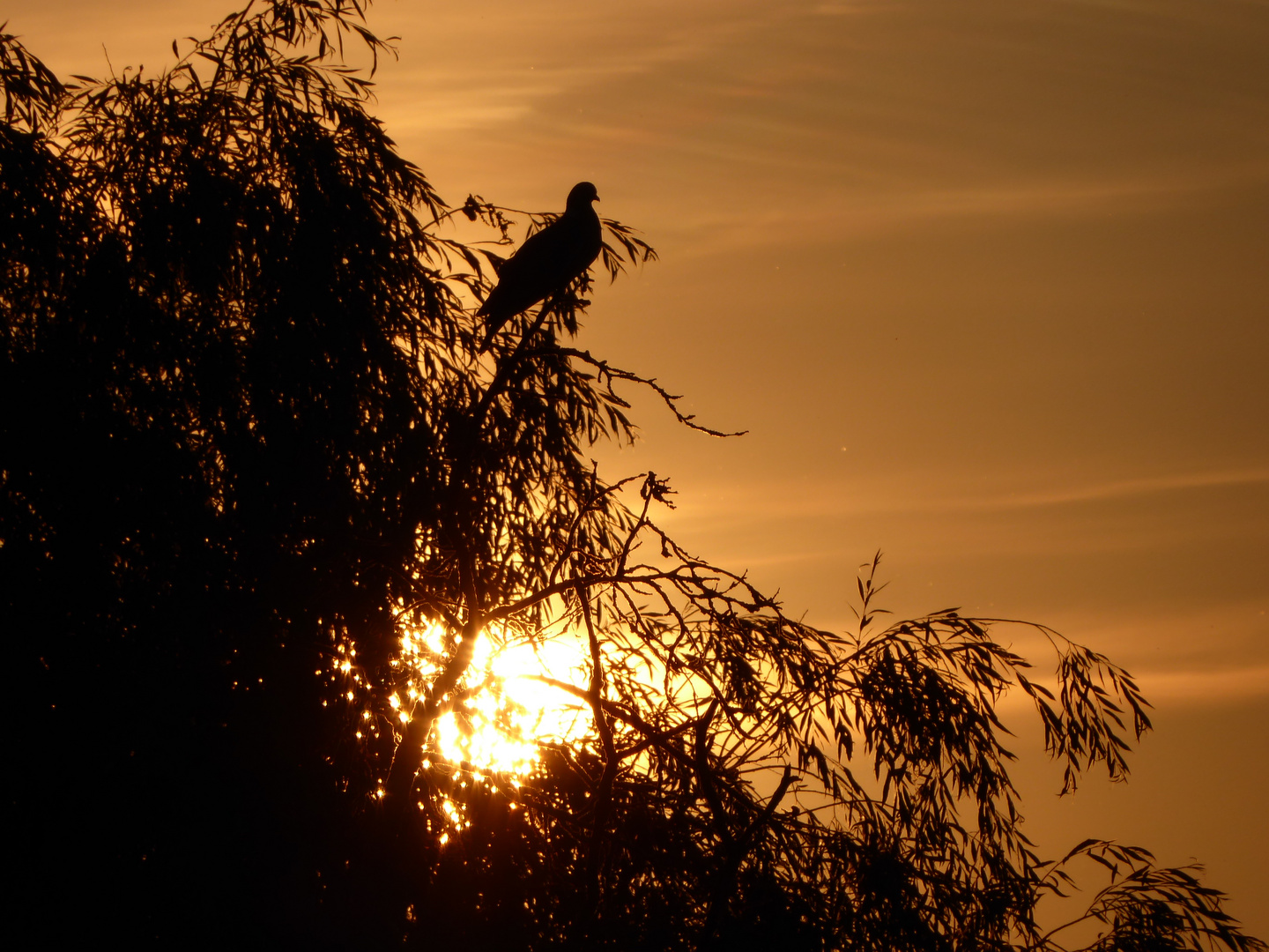 Taube im Schatten der Sonne