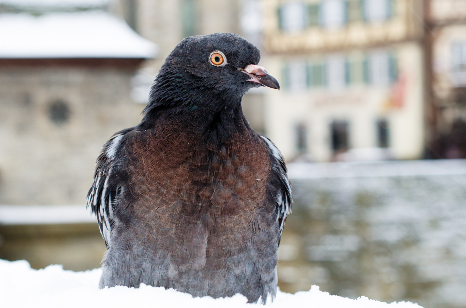 Taube im Schnee