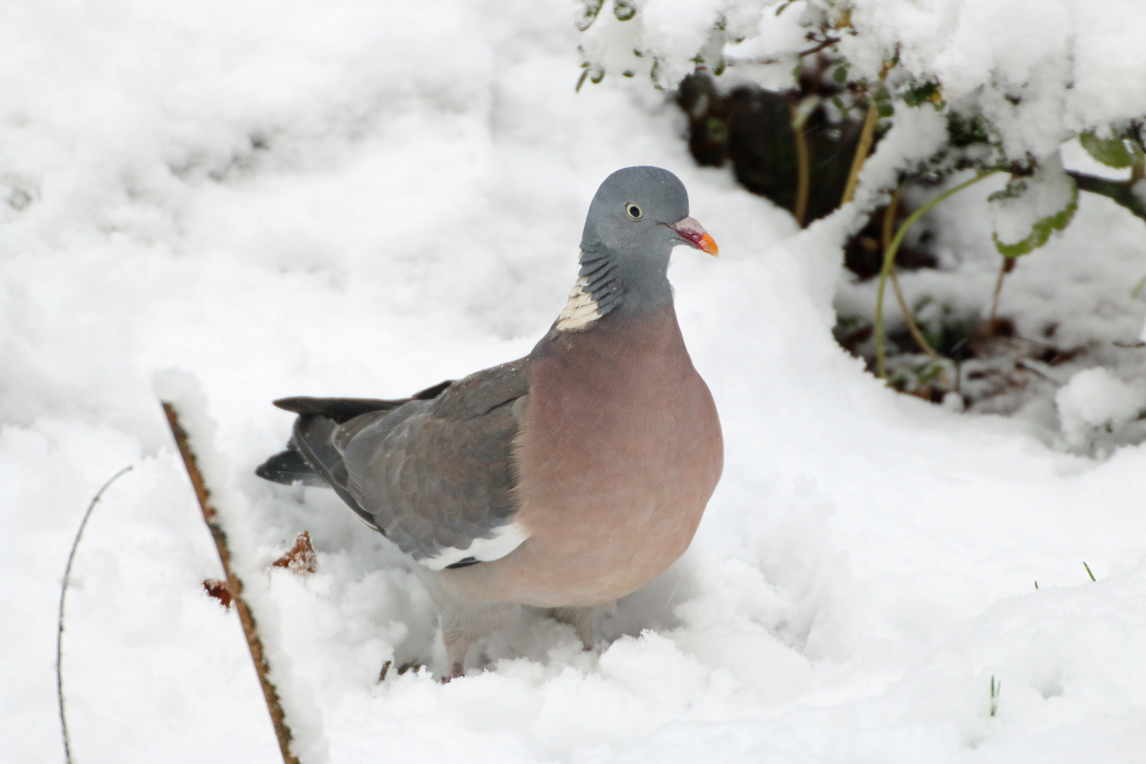 Taube im Schnee