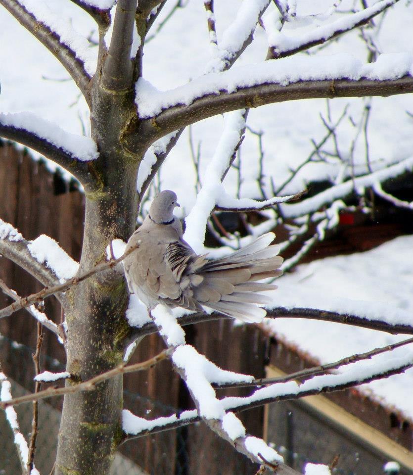 Taube im Schnee