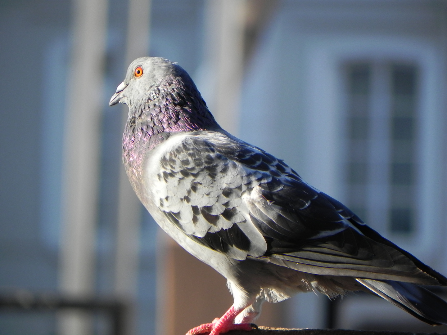 Taube im Sonnenlicht