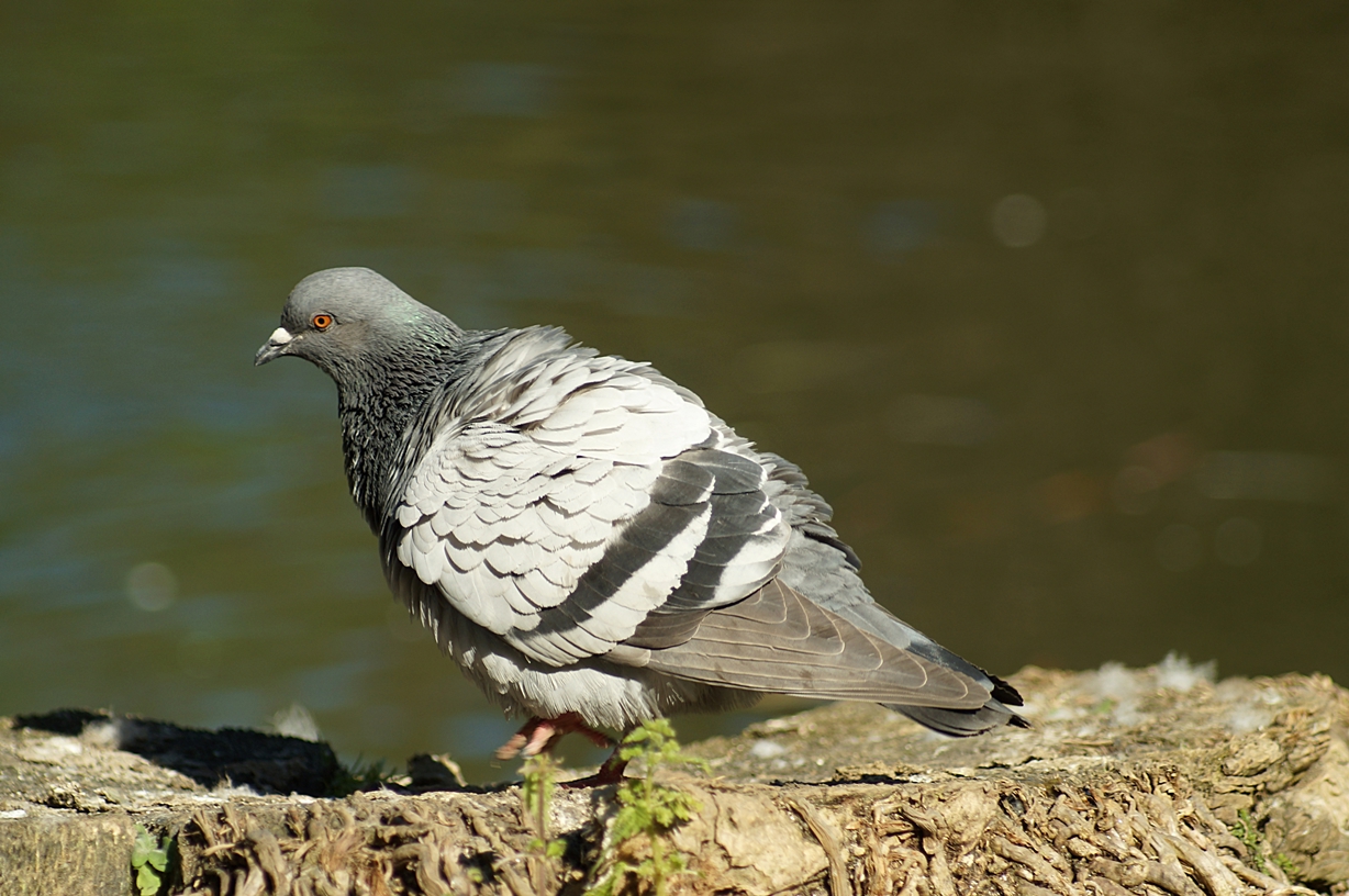 Taube im Stadtpark