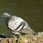 Taube im Stadtpark