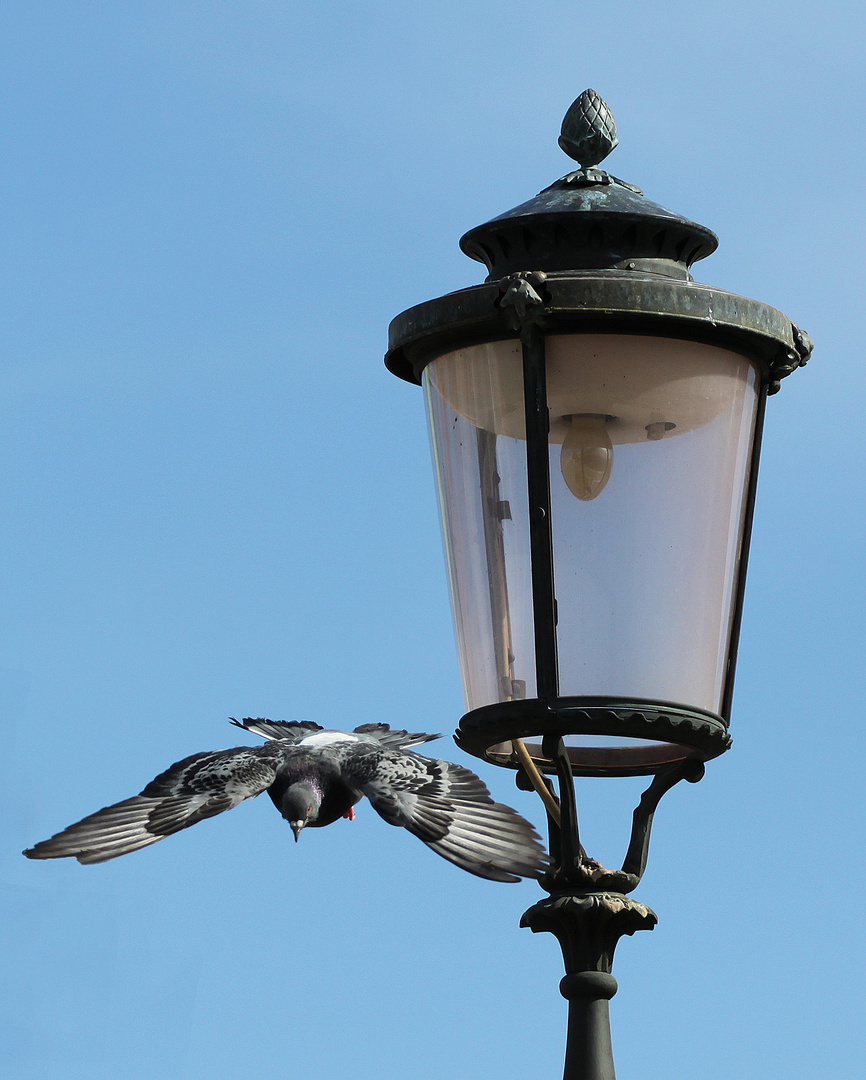 Taube im Sturzflug