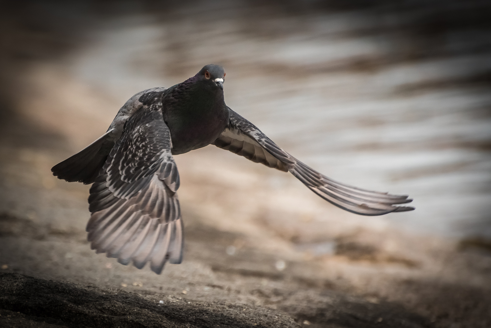 Taube im Tiefstflug...