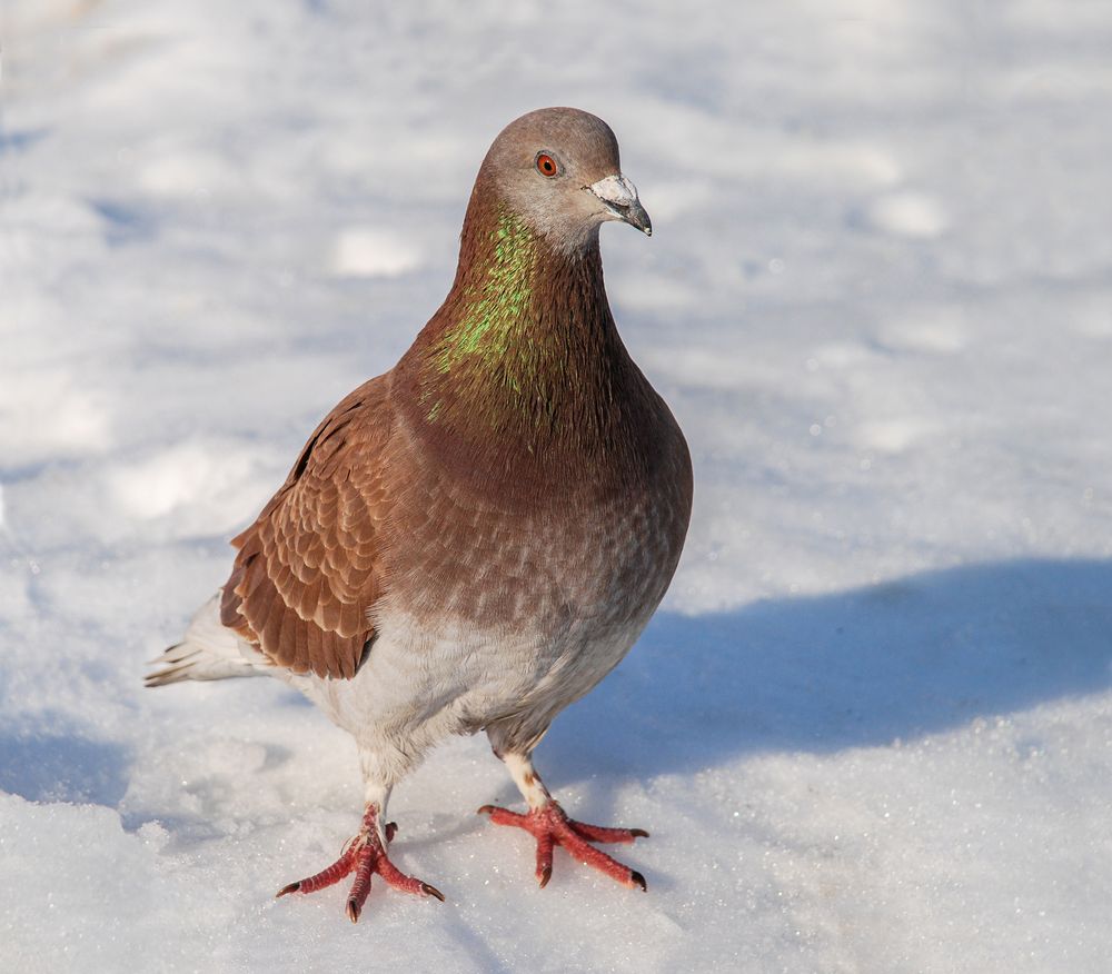 Taube im Winter