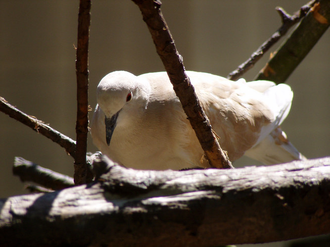 Taube im Zoo