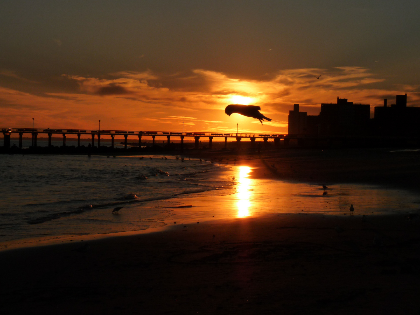 Taube in Brighton Beach