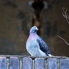 Taube in der alten Beckmann Brauerrei