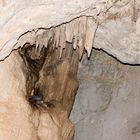 Taube in der Grotte San Giovanni (Sardinien)