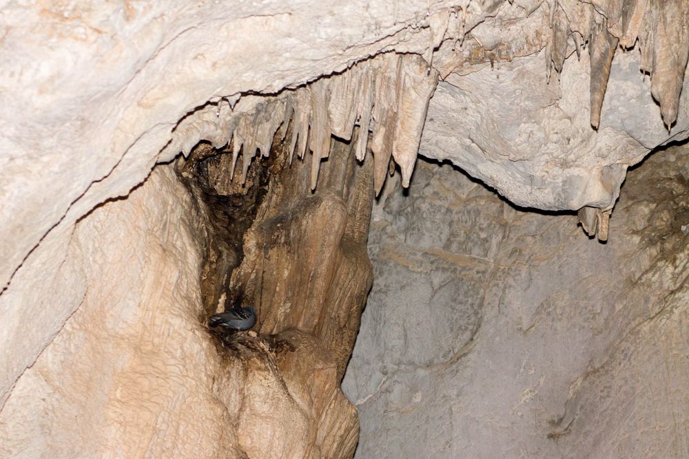 Taube in der Grotte San Giovanni (Sardinien)