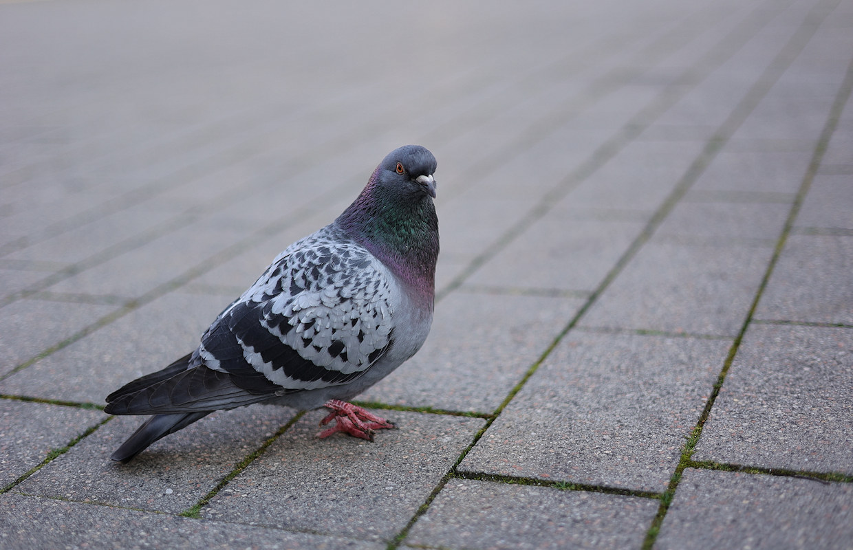 Taube in der Stadt