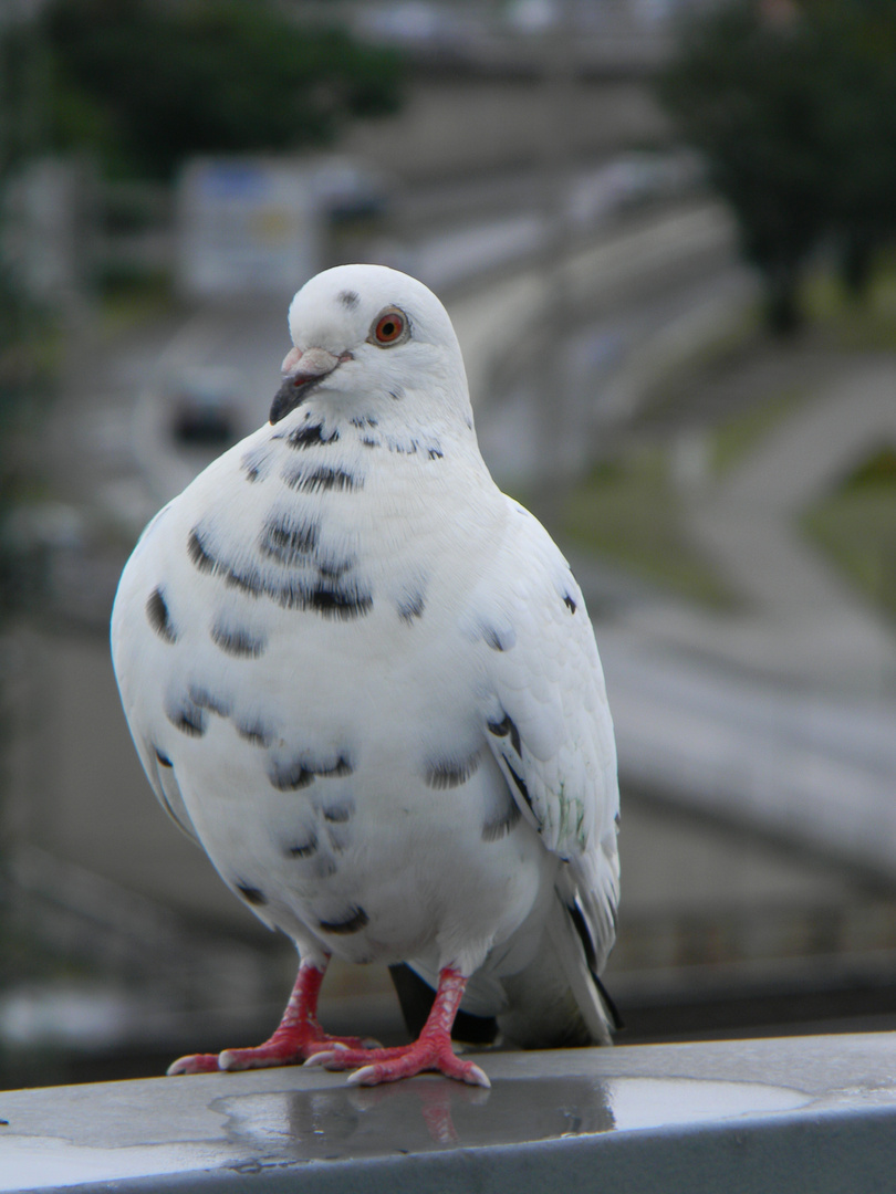 Taube in Koblenz