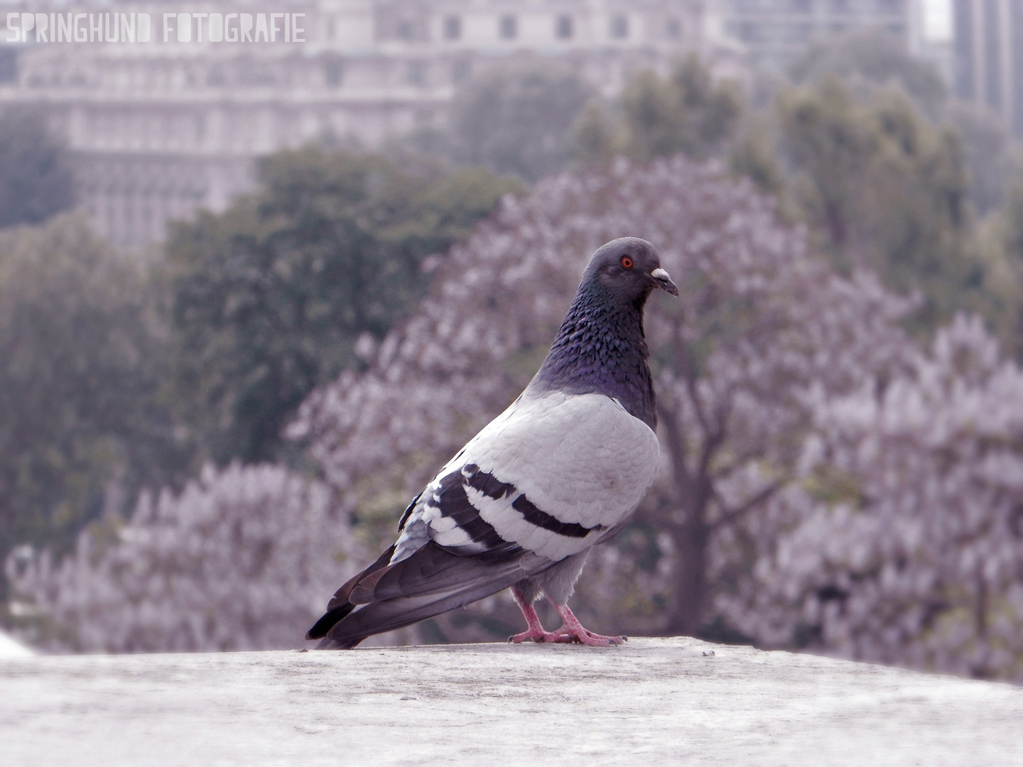 Taube in Paris