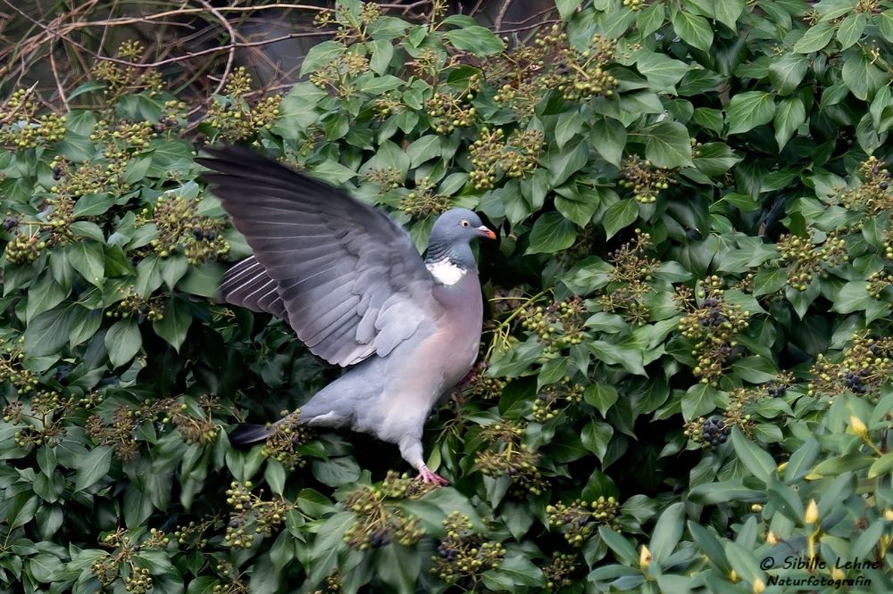 Taube in unserem Garten