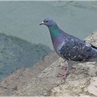 Taube in Venedig