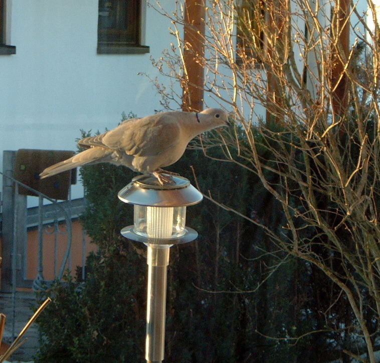 Taube in Wartestellung vor dem Vogelhäuschen