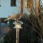 Taube in Wartestellung vor dem Vogelhäuschen