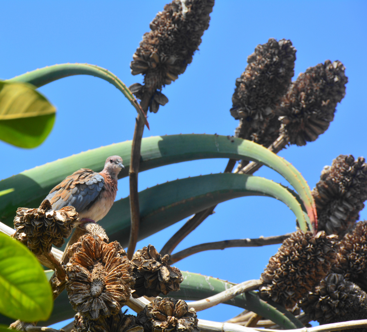 Taube inmitten der verholzten Fruchtstaende de Aloe.
