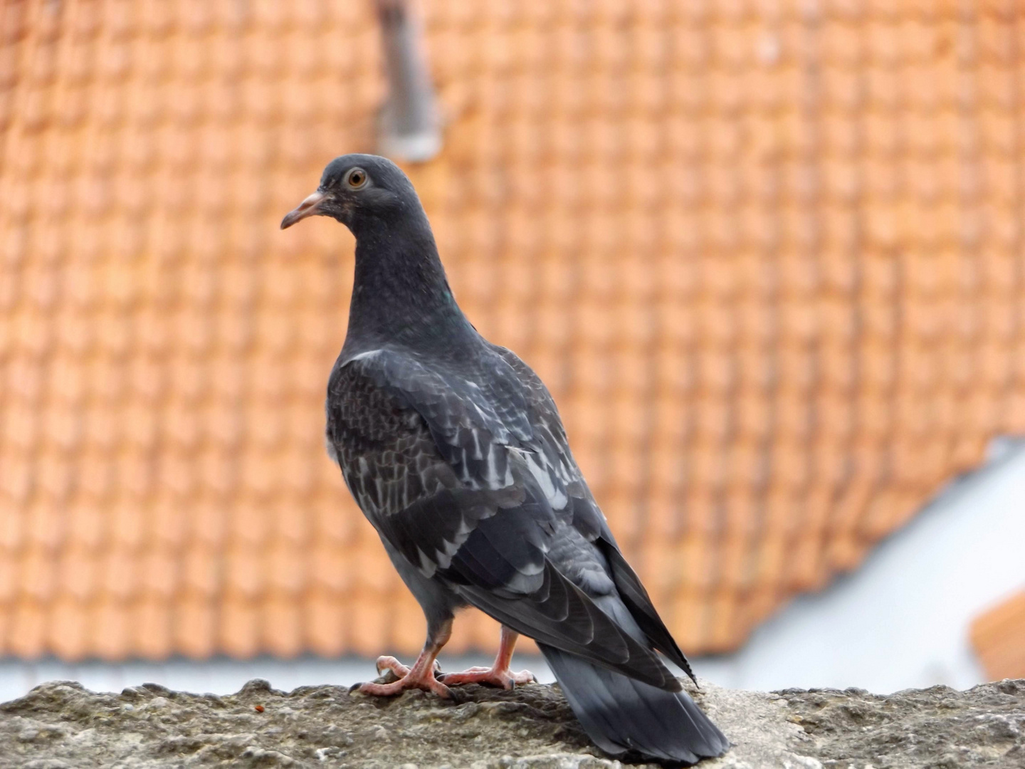 Taube ist Stadtbewohner