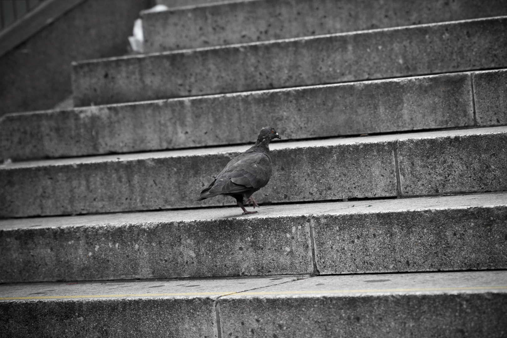 Taube läuft die Treppe hoch