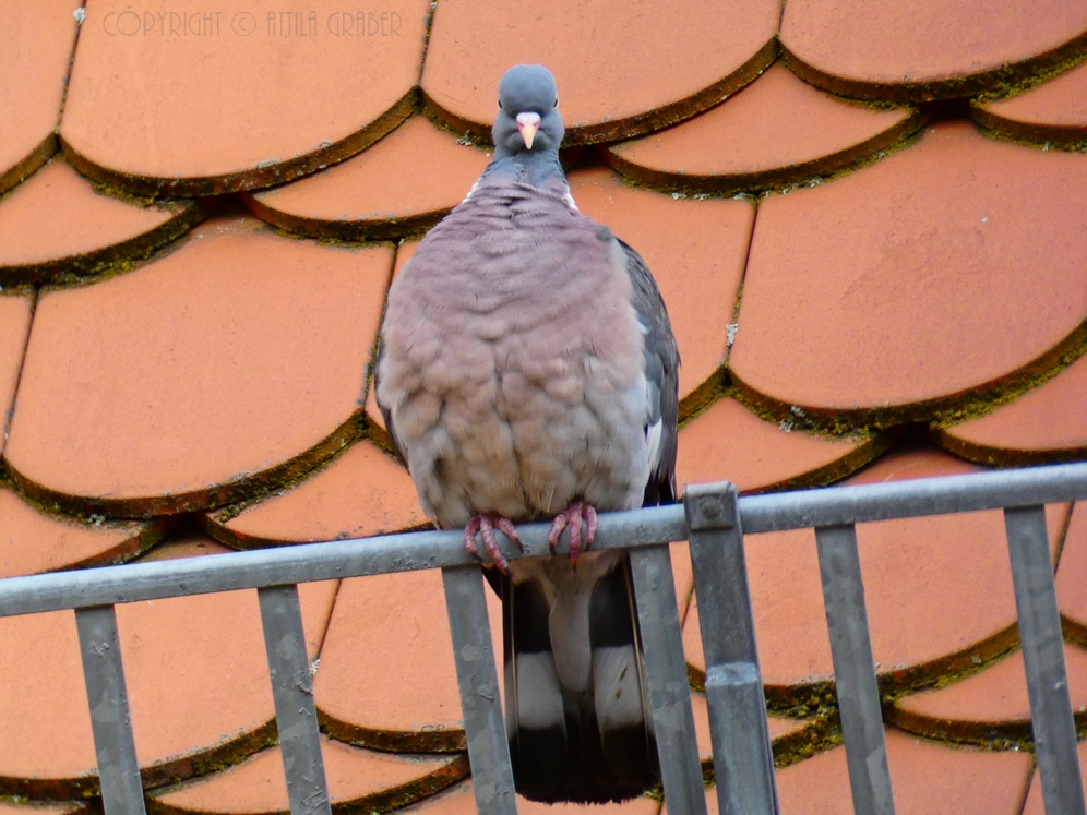 Taube mit Kopf