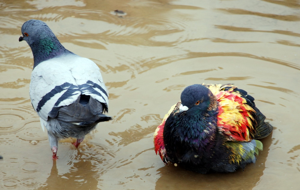 Taube oder Spassvogel :o)