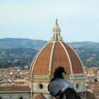 Taube ohne Blick für den Dom von Florenz