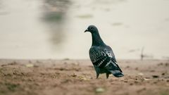 Taube on the beach