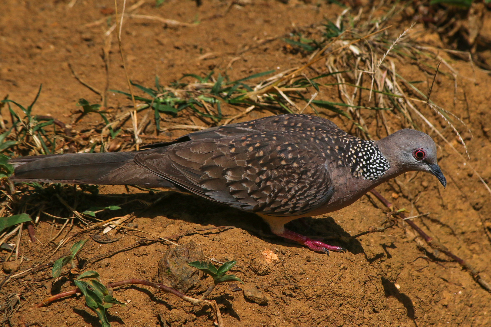 Taube Sri Lanka