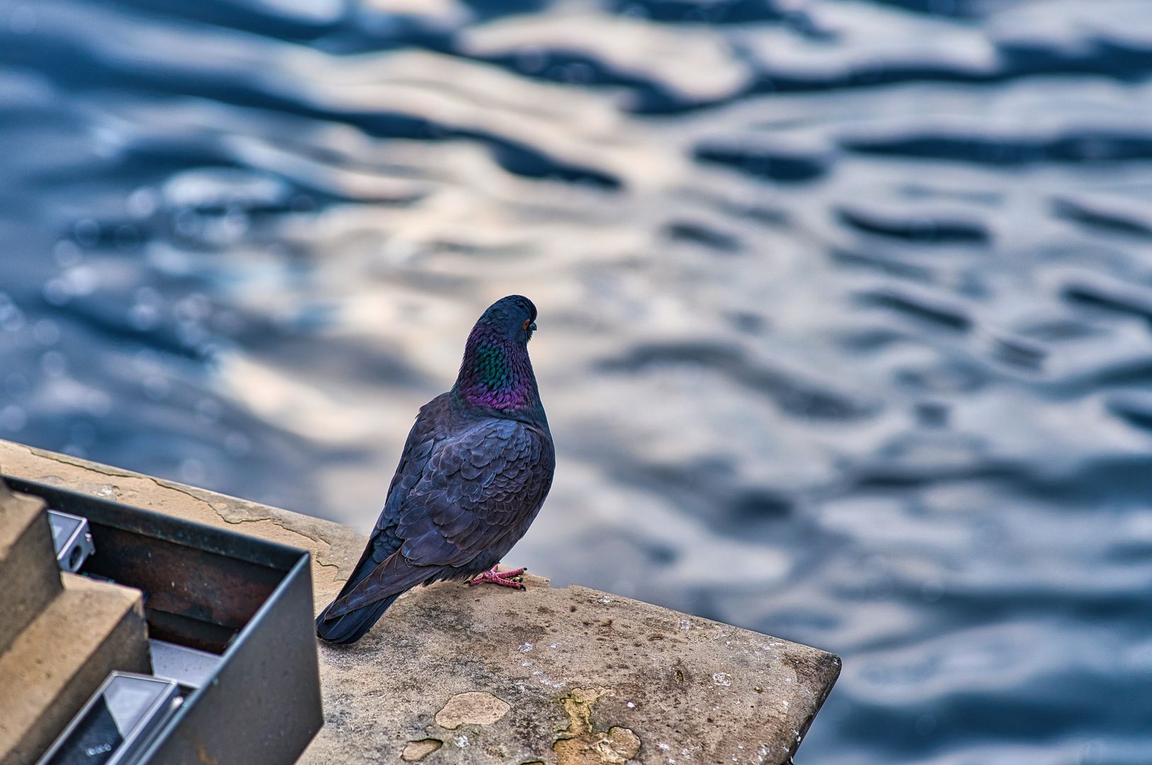 Taube starrt aufs Wasser