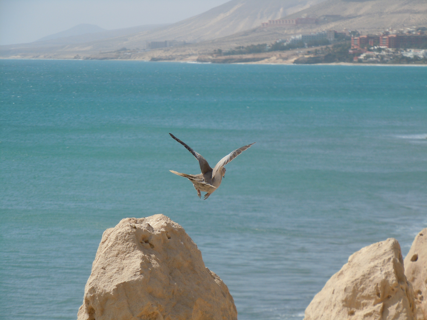 Taube Taubenflug, Costa Calma 2015