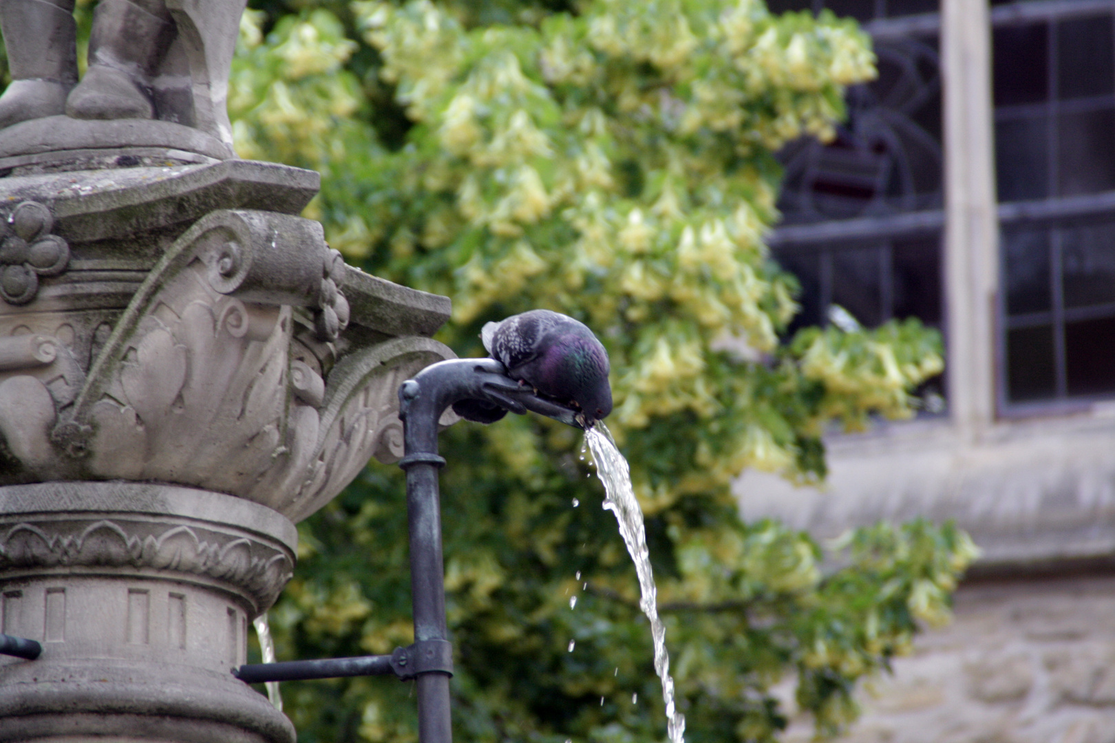 Taube trinkt Wasser