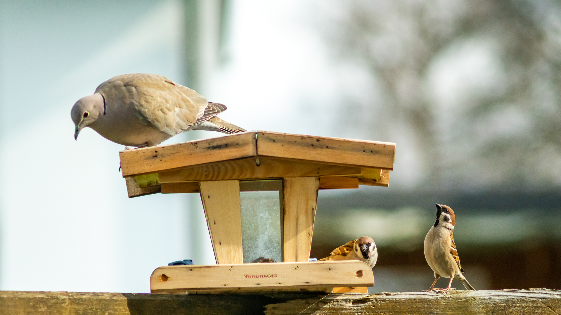 Taube und Spatzen am Futterhäuschen