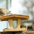 Taube und Spatzen am Futterhäuschen