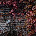Taube unter dem Blätterdach