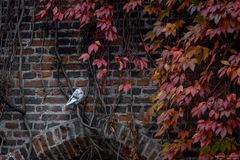 Taube unter dem Blätterdach
