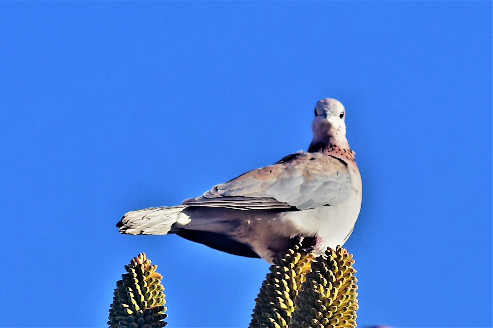 Taube unter dem blauen Namibiahimmel...