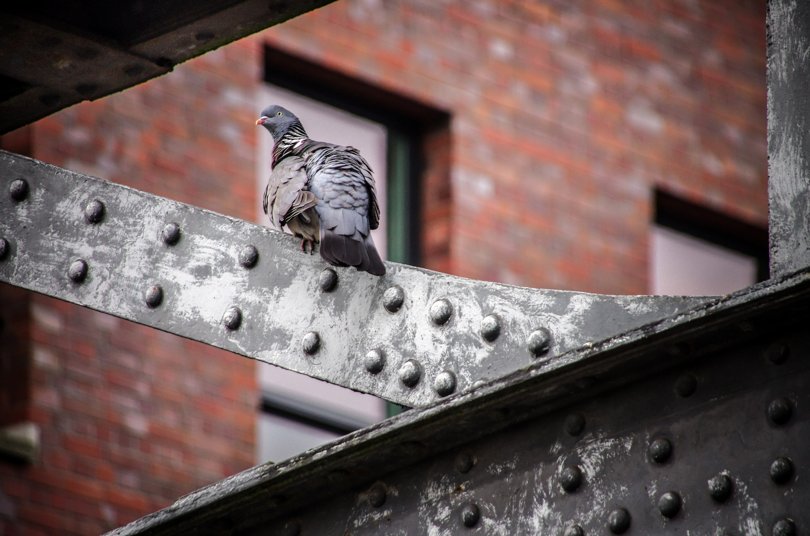 Taube vor dem Fenster