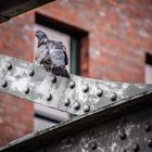 Taube vor dem Fenster