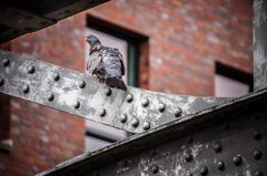 Taube vor dem Fenster