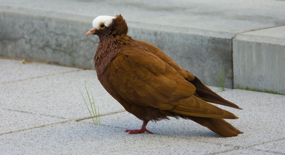 Taube zu Besuch auf der Terasse