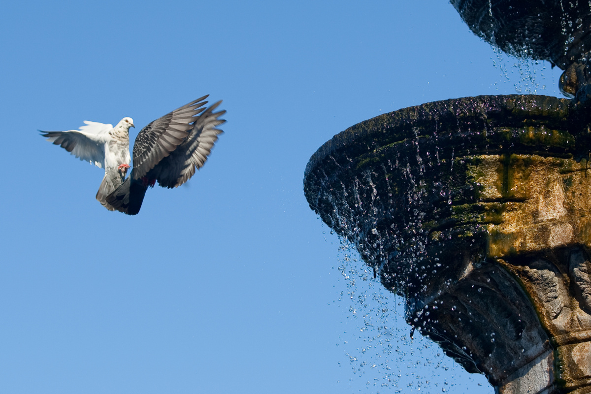 Tauben am Brunnen