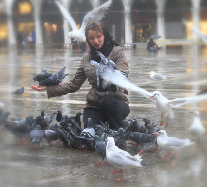 Tauben am Markusplatz