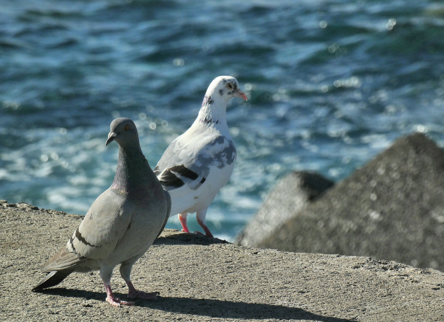 Tauben am Meer 